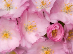 Пересадка роз весной - черенкование роз