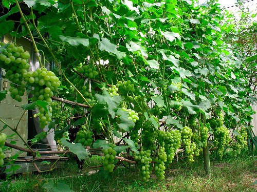Как хранить виноградную лозу зимой - как лучше сохранить
