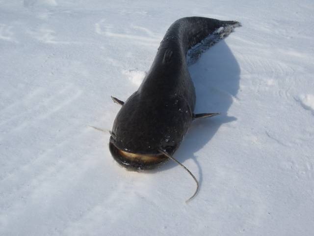 Ловля сома зимой - Зимняя рыбалка