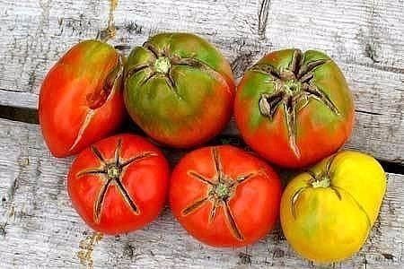 Болезни помидоров в теплице